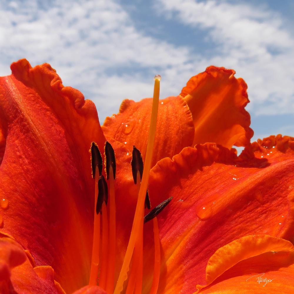 Glowing 'Alabama Jubilee' Daylily