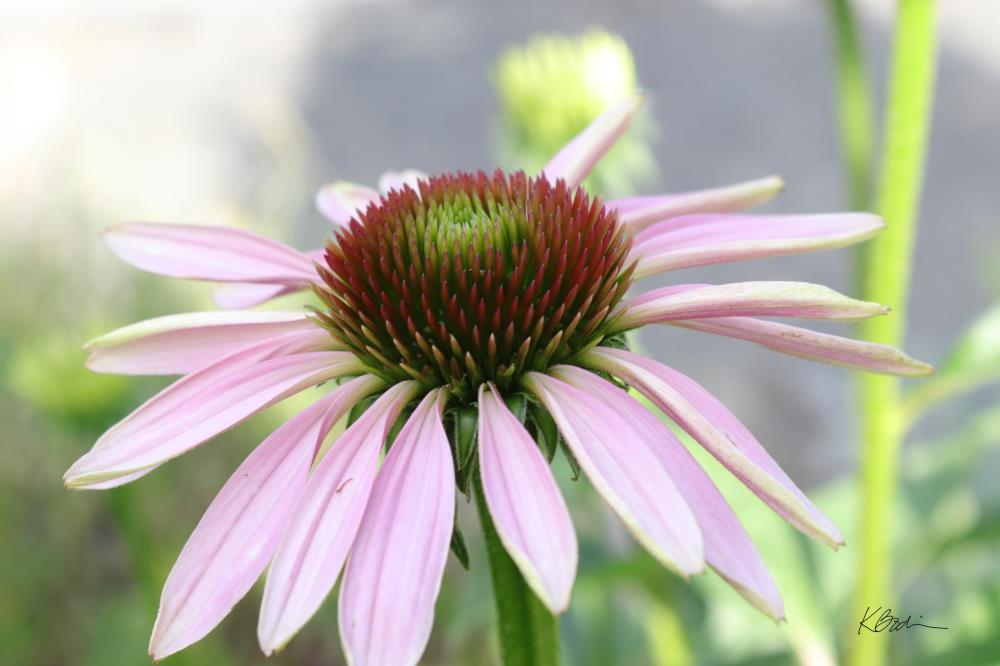 Coneflower Dream