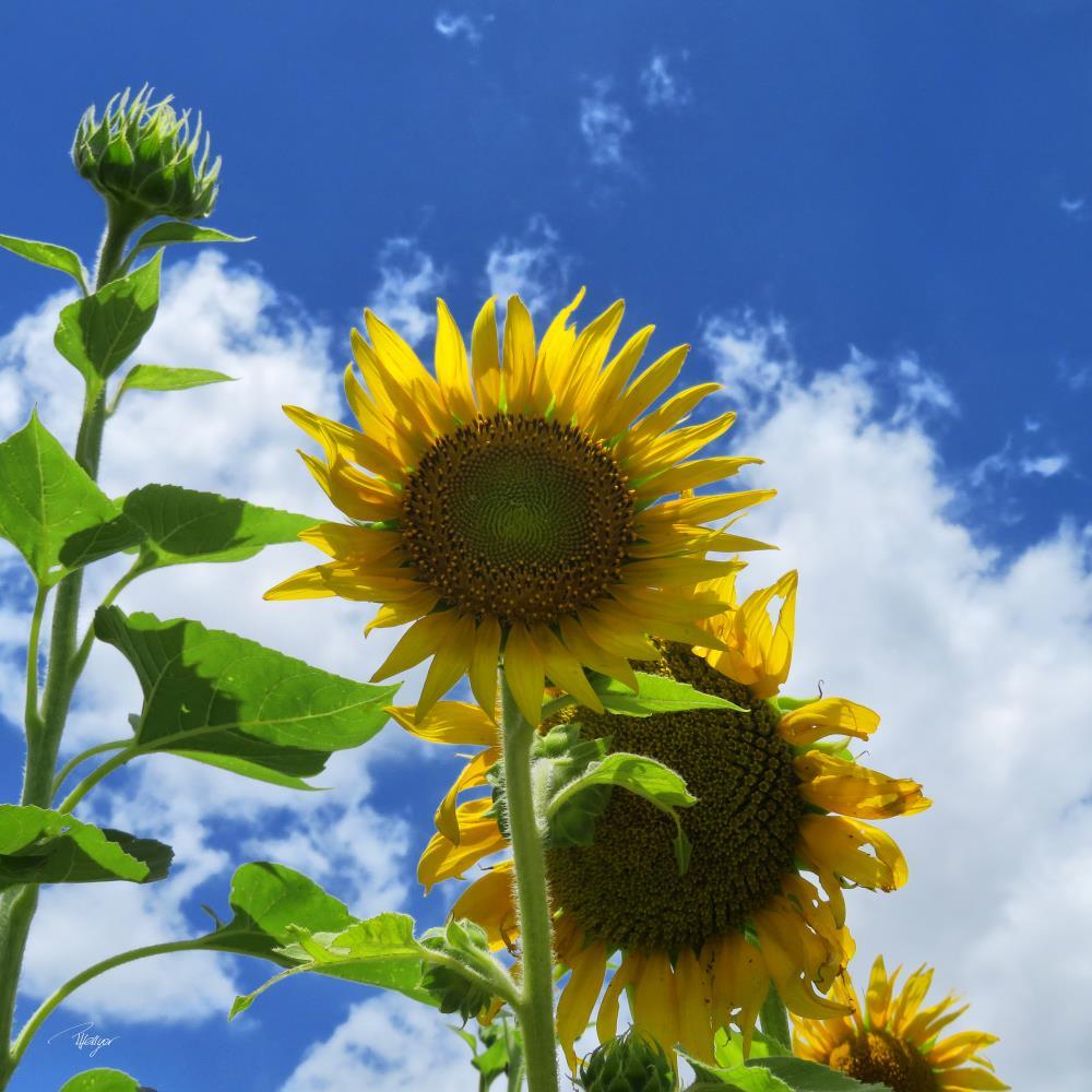 Sunflower Sky
