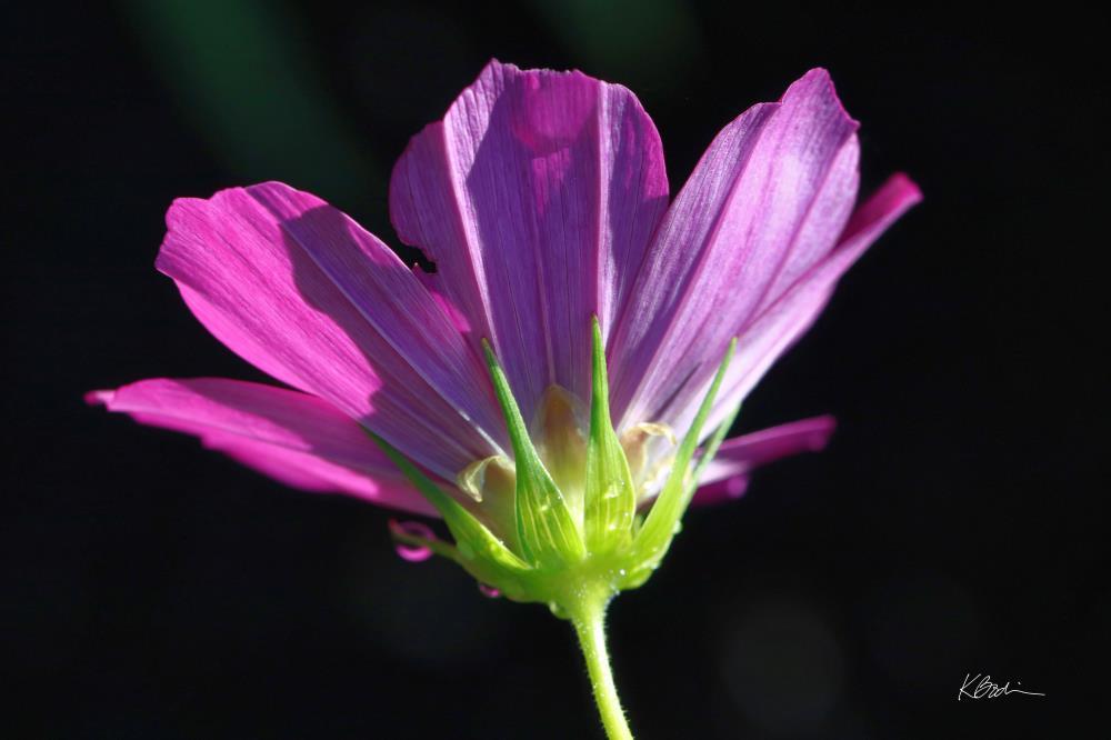 In the Cosmos