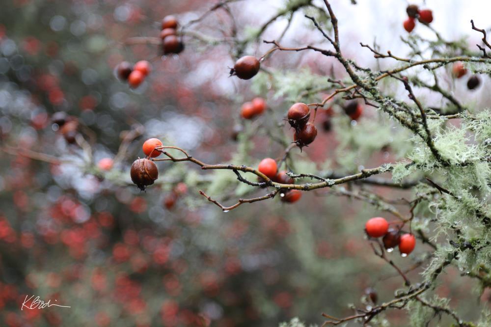 Rainy Day in the Arboretum