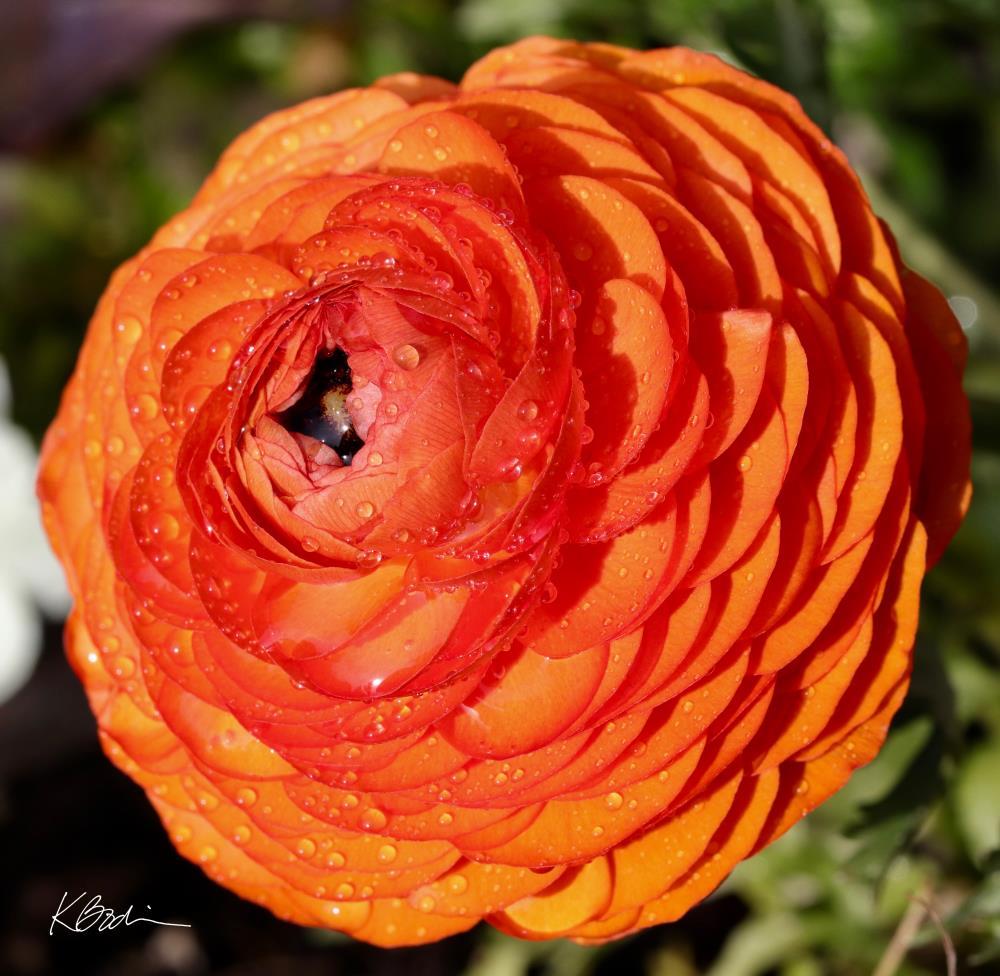Glowing Orange Beauty