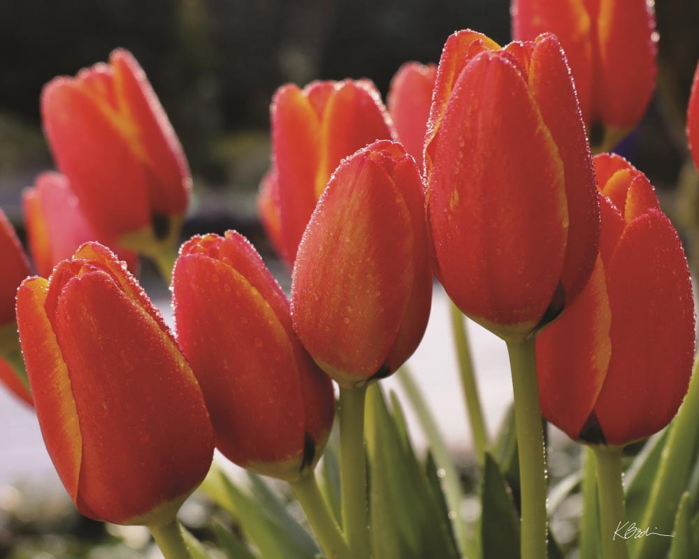 Tulips After the Rain